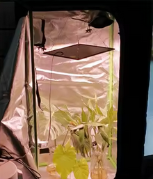 LED Vollspektrum 40W für ihre indoor Pflanze